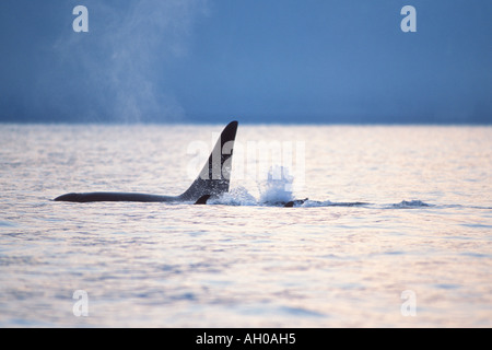 Orca Schwertwal Orcinus Orca Pod in Kenai Fjords Nationalpark Yunan Alaska Stockfoto