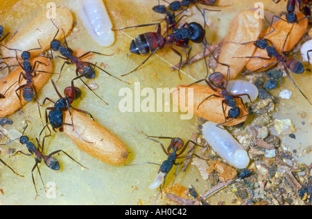 Ameisen, Camponotus Cruentatus. Transport von Eiern und Puppen Stockfoto