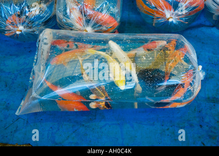 Koi-Karpfen in Plastiktüten Stockfoto