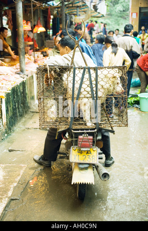 China, Provinz Guangdong, Mann sitzt auf Motorroller im Markt, Hund im Käfig auf Rückseite Fahrrad Stockfoto