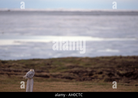 Schneeeule Nyctea Scandiaca unreifen sitzt auf einem hölzernen Grabstein 1002 Arctic National Wildlife Refuge Alaska Stockfoto