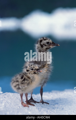 MUW Möwe Küken Larus Canus auf einer Eisscholle auf Bear Glacier Kenai Fjords Nationalpark Yunan Alaska Stockfoto