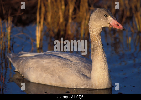 Whistling Schwan Cygnus Columbianus jungen in der Küstenebene 1002 der Arctic National Wildlife Refuge Alaska Stockfoto