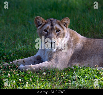 Asiatische Löwe Panthera Leo Persica. Eskilstuna Zoo Schweden Stockfoto