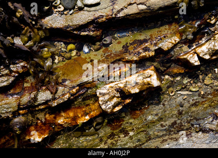 Kleine Felsen-Pool am Falmouth, Cornwall. Stockfoto