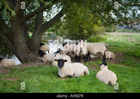 Schafe, ruht unter einer Weide neben dem River Windrush östlich von Burford, Oxfordshire Stockfoto