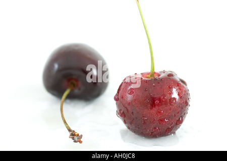 Zwei Tau bedeckt Kirschen stehend vor einem weißen Hintergrund Stockfoto