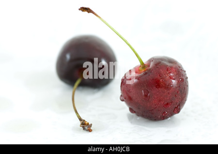 Zwei Tau bedeckt Kirschen stehend vor einem weißen Hintergrund Stockfoto