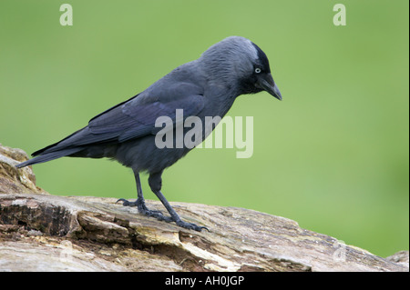 Dohle Corvus Monedula stehend auf log Stockfoto