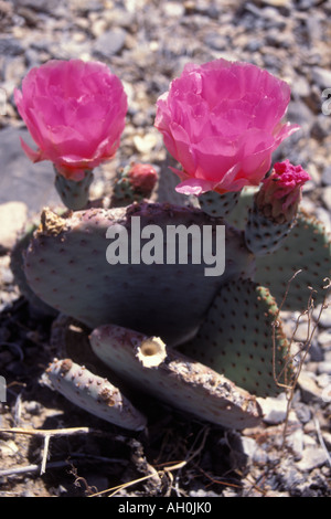 Prickly Pear Cactus Opuntia Phaeacantha Blüte in eine Wüste von Nevada Stockfoto