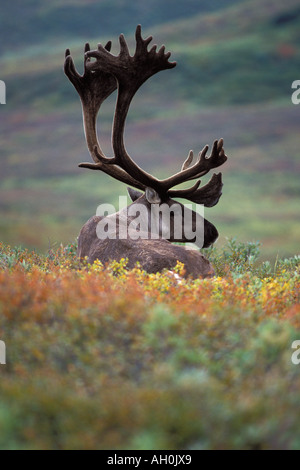 Caribou Rangifer Tarandus ruht in Herbst Farben Denali Nationalpark Alaska tundra Stockfoto