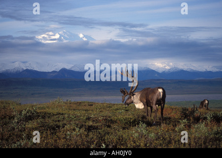 Rangifer Tarandus Caribou zu koppeln, Fütterung auf die Vegetation mit Mt McKinley im Hintergrund Denali Nationalpark, Alaska Stockfoto