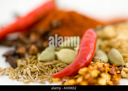 Eine Auswahl von Gewürzen und roten Chilischoten vor einem weißen Hintergrund Stockfoto