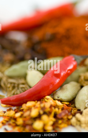Eine Auswahl an Gewürzen und Chilis vor einem weißen Hintergrund Stockfoto