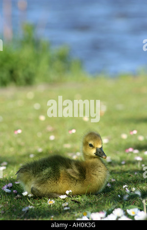 Süß Entlein Sonne Baden in einem Meer von Blumen süß wie kann sein Stockfoto
