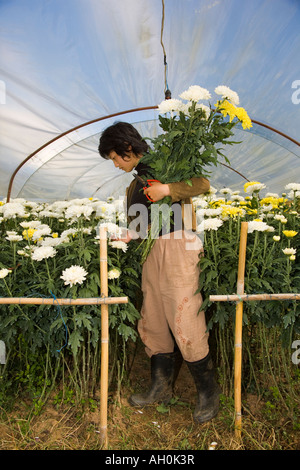 Portrait von asiatische Frau Kommissionierung Chrysantheme Blüten, Blumen & Pflanzen wachsen in Polyethylen treibhäusern Gewächshaus, Chiang Mai, Nord Thailand, Asien Stockfoto