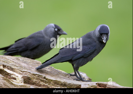 Zwei Dohlen Corvus Monedula stehend auf log Stockfoto