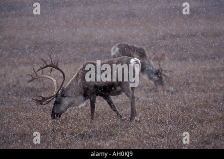 Caribou Rangifer tarandus Fallpaar Stiere, die von Vegetation fressen 1002 Küstenebene und arktisches Naturschutzgebiet Nordhang Alaska Stockfoto