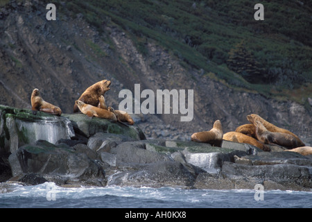 Stellar Seelöwen Eumetopias Jubatus zwei Bullen mit ihren Harem Katmai-Nationalpark auf der Alaska-Halbinsel in Gefahr Stockfoto