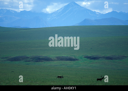 Caribou Rangifer tarandus-Paar ernährt sich von Vegetation mit einem Paar mit Brooks Range im Hintergrund Nordhänge Alaska Stockfoto