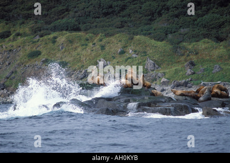 Vom Aussterben bedrohte stellar Seelöwen Eumetopias Jubatus sonnen sich entlang der Küste des Katmai Nationalpark Alaska Halbinsel Stockfoto