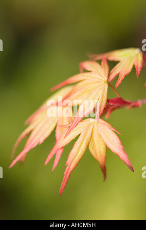 Nahaufnahme von jungen japanischen Ahorn Blätter Acer palmatum Stockfoto