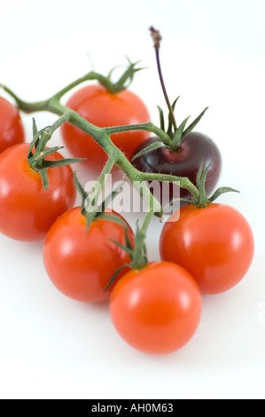 Eine schwarze Kirsche und eine Reihe von Piccolo-Sweet Cherry-Tomaten am Rebstock Stockfoto