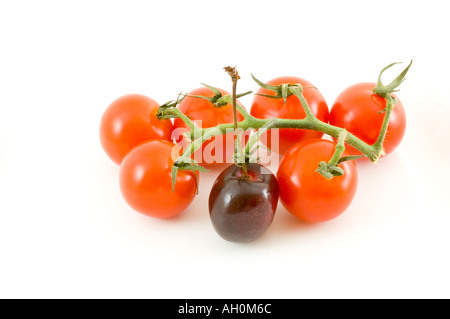 Eine schwarze Kirsche und eine Reihe von Piccolo-Sweet Cherry-Tomaten am Rebstock Stockfoto