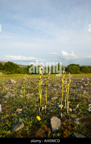 Biene Orchideen blühen am Quarry Bank Natur reservieren Clitheroe Lancashire Stockfoto