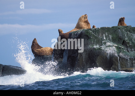 Vom Aussterben bedrohte stellar Seelöwen Eumetopias Jubatus sonnen sich entlang der Küste des Katmai Nationalpark Alaska Halbinsel Stockfoto