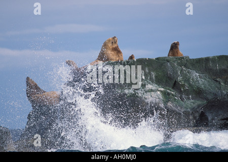 Vom Aussterben bedrohte stellar Seelöwen Eumetopias Jubatus sonnen sich entlang der Küste des Katmai National Park auf der Alaska-Halbinsel Stockfoto