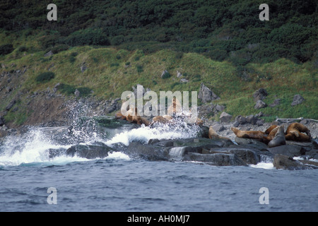 Vom Aussterben bedrohte stellar Seelöwen Eumetopias Jubatus sonnen sich entlang der Küste des Katmai National Park auf der Alaska-Halbinsel Stockfoto