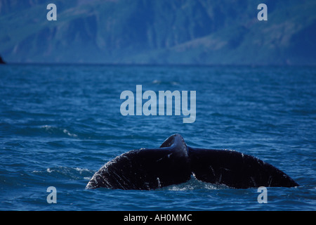 Buckelwal Impressionen Novaeangliae Rute aus dem Wasser Auferstehung Bay Kenai Fjords Nationalpark Yunan Alaska Stockfoto