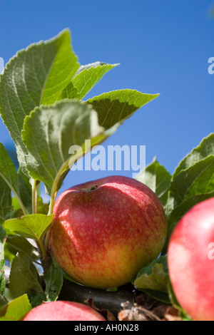 Äpfel am Baum wachsen Stockfoto