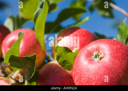 Äpfel am Baum wachsen Stockfoto