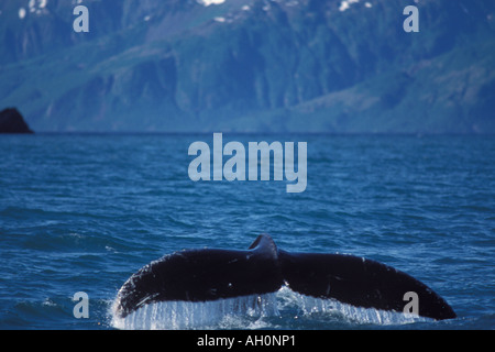 Buckelwal Impressionen Novaeangliae Rute aus dem Wasser Auferstehung Bay Kenai Fjords Nationalpark Yunan Alaska Stockfoto