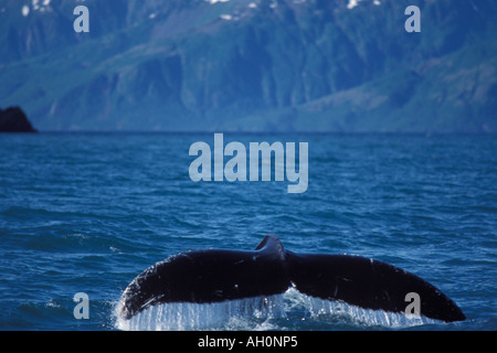 Buckelwal Impressionen Novaeangliae Rute aus dem Wasser Auferstehung Bay Kenai Fjords Nationalpark Yunan Alaska Stockfoto