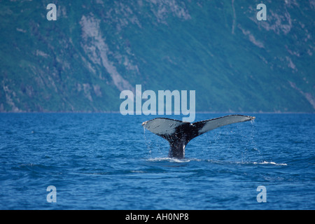 Buckelwal Impressionen Novaeangliae Rute aus dem Wasser Auferstehung Bay Kenai Fjords Nationalpark Yunan Alaska Stockfoto