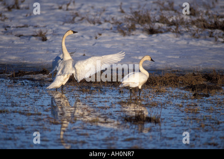 Whistling Schwan Cygnus Columbianus erstreckt sich seine Flügel 1002 coastal plain Arctic National Wildlife Refuge Alaska Stockfoto