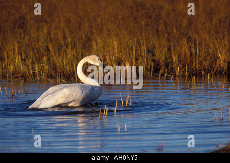 Whistling Schwan Cygnus Columbianus auf der 1002 Küstenebene der Arctic National Wildlife Refuge Alaska Stockfoto