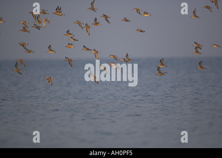 Knutt Calidris Canutus in Flug Sommer Pumage Fort Myers beach, Florida Stockfoto