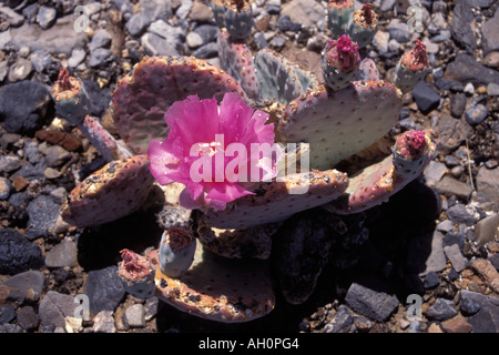 Prickly Pear Cactus Opuntia Phaeacantha Blüte in eine Wüste von Nevada Stockfoto