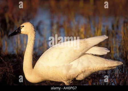 Whistling Schwan Cygnus Columbianus Profil 1002 Küstenebene der Arctic National Wildlife Refuge Alaska Stockfoto