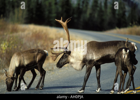 Waldkaribou Rangifer tarandus Bullen und Kühe überqueren eine Straße Alcan Highway Canada Yukon Territory Stockfoto