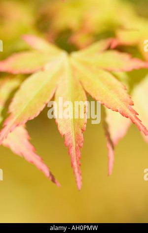 Nahaufnahme von jungen japanischen Ahorn Blatt Acer palmatum Stockfoto