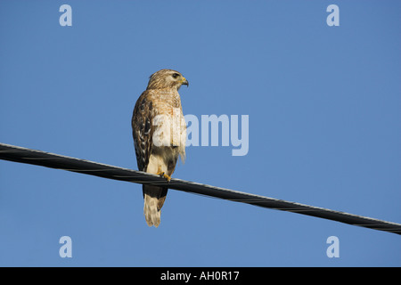 Roten geschultert Habicht Buteo Lineatus thront auf Draht Florida Stockfoto