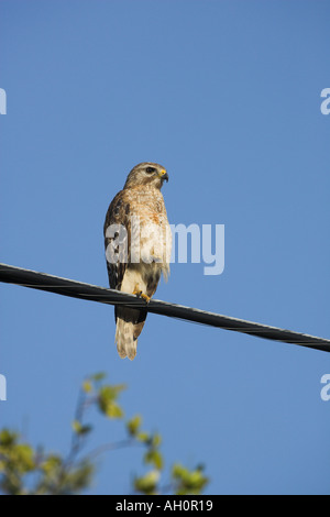 Roten geschultert Habicht Buteo Lineatus thront auf Draht Florida Stockfoto