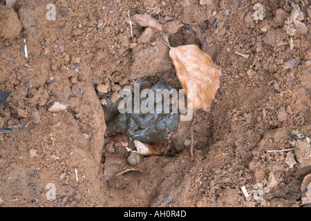 Dachs Latrine Meles Meles Lancs UK Stockfoto