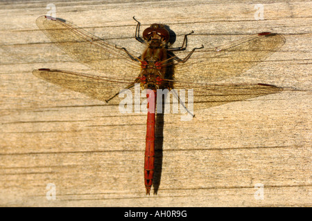 Gemeinsamen Darter (Sympetrum Vulgatum, männlich) Stockfoto