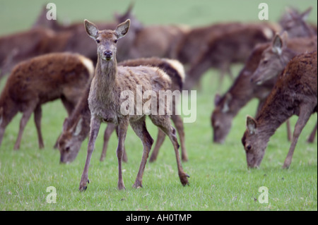 Weibliche Rothirsch Cervus Elaphus in Gefangenschaft Stockfoto